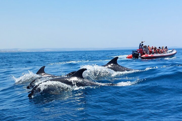 DOLPHIN WATCHING (02 Hours Tour)