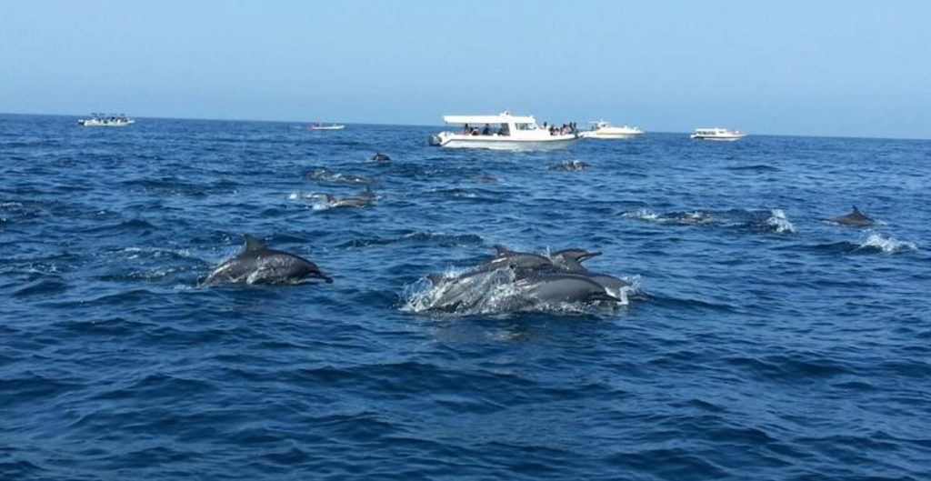 Dolphins and Snorkeling Adventure